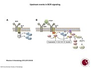 Upstream events in BCR signaling