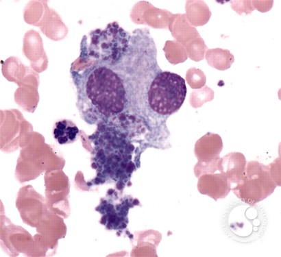 Platelet Formation - 1.