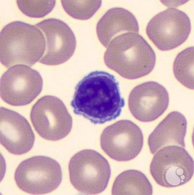 Lymphocyte