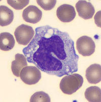 monocyte