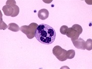 Neutrophils - 2.
