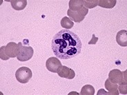 Neutrophils - 3.