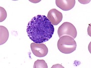 Basophil - 1.