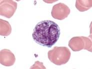 Monocyte - 2.