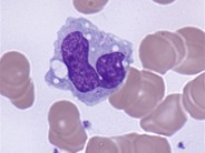 normal monocytes