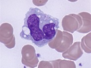 Monocytes - 5.