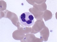 Neutrophils - 2.