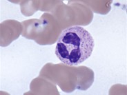 Neutrophils - 3.