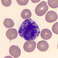 Basophil Under Microscope