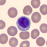 Diagram Diagram Of A Lymphocyte Mydiagramonline 3669