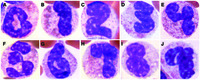 Neutrophil numerals