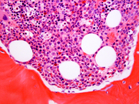 Granulocytic precursors next to trabecular bone