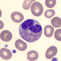 what-are-eosinophils-definition-low-high-reference-ranges-function