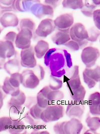 LE CELL