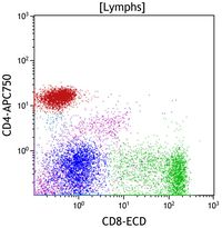 Gamma-delta T lymphocytes 2