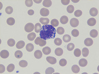 what causes platelet clumping in dogs