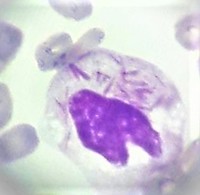 Faggot cell