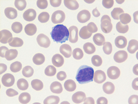 TAM smear (8 weeks) - Fig 7