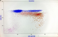 Lymphocytic variant of HES- Immunophenotype