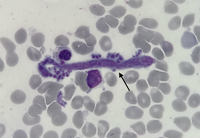 Proplatelet in the Peripheral Blood