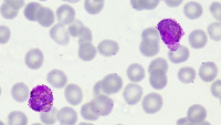 microgametocito de plasmodium vivax