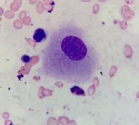 Megakaryocyte with non-lobated nucleus