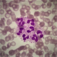 Platelets satellitism