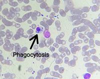 Neutrophil Histology