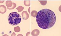 Harlequin cells