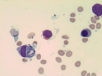 Leishmania amastigotes