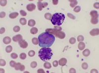 Basophil