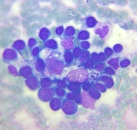Twin Nurse cells