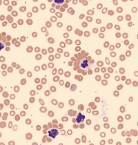 Neutrophil-erythrocyte rosette 1