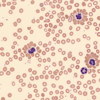 Neutrophil-erythrocyte rosette 2