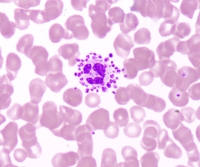 Platelet satellitism 2