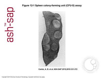Spleen colony forming  unit