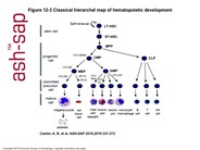 Classical hierarchal map of hematopoietic development